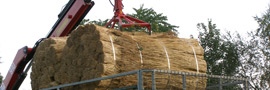 riet